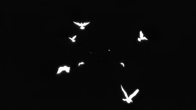 Flock of white birds flying in formation against a dark background, creating a dynamic visual display of movement and direction in the night sky