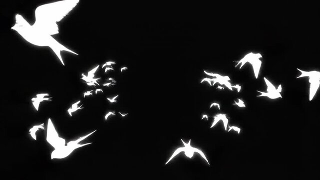 White silhouettes of birds in flight against a black background, showcasing dynamic movement and progression as they disperse and gather in various formations