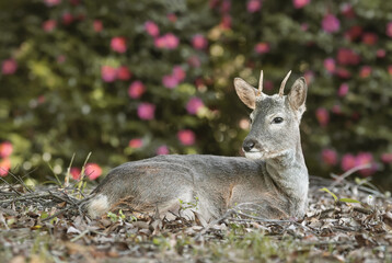 동백꽃을 품은 수컷 노루