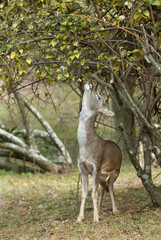 자연을 먹는 노루
