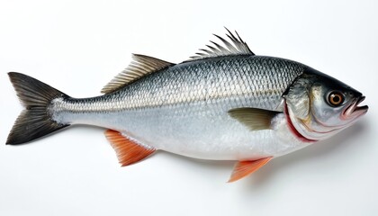 Fototapeta premium Single fresh fish on white background shows detailed scales and fins. This aquatic animal is ideal for culinary themes promoting healthy eating and protein sources.