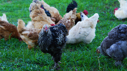 Beautiful colorful chickens are walking in the grass. © Tyada_Nam
