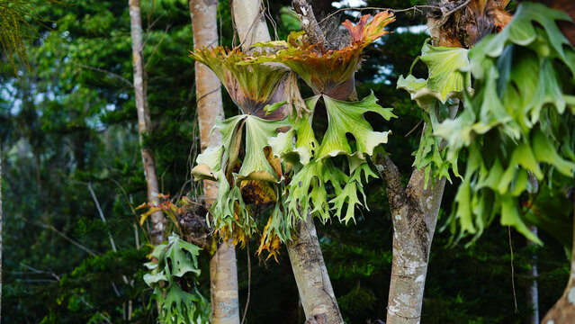 Platycerium bifurcatum (Cav.) C. Chr. on a green tree.