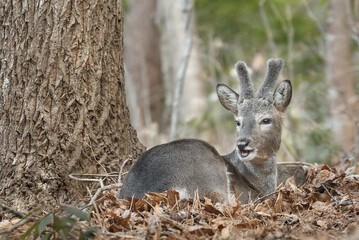 쉬고 있는 노루