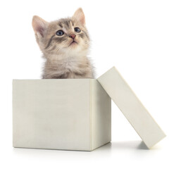 Cute tabby kitten peeking out of a white gift box isolated on white background © Anatolii