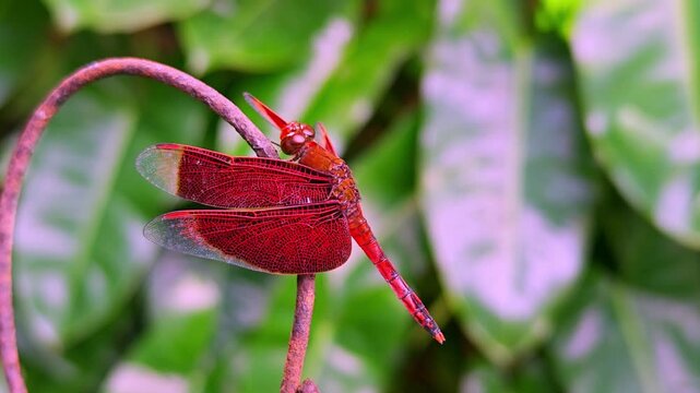 Vibrant Red Dragonfly Neurothemis terminata Perched on Curved Branch in Garden