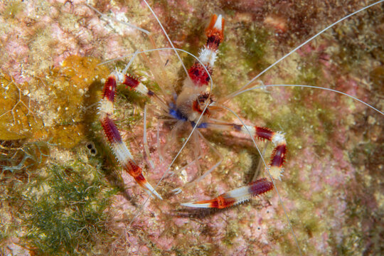Banded Coral Shrimp (Stenopus hispidus) on Coral Reef in Roatan, Honduras