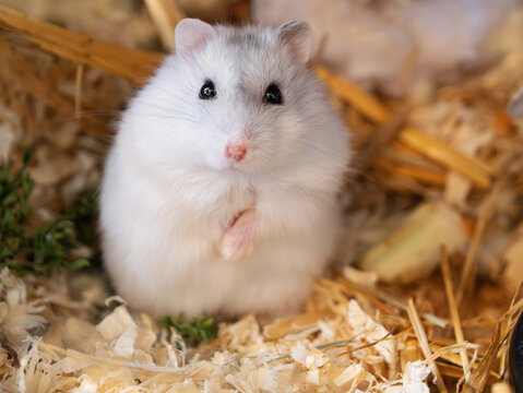 Close-up portrait of a cute pearl-colored Winter White Russian dwarf hamster sitting in its natural habitat with soft wood shavings and straw. Pet care, animal companionship