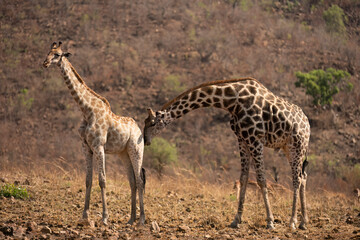 Obraz premium Giraffe ( Giraffa camelopardalis)Pilanesberg Nature Reserve, South Africa