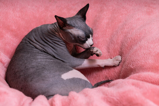 The Sphynx is one of several hairless cat breeds. During the breeding process, a natural recessive mutation was fixed, resulting in the absence of hair.