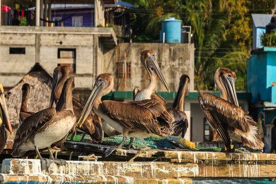 Pelicans Resting on Fishing Boat in Livingston, Guatemala

