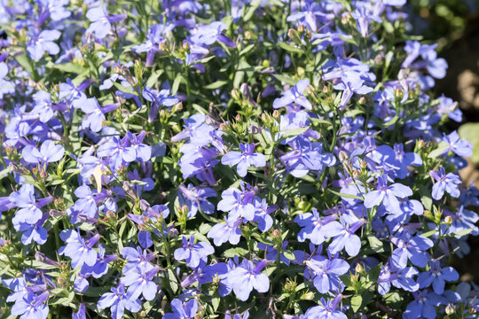 Beautiful garden lobelia (Lobelia erinus) flowers.
