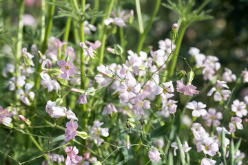 Fototapeta premium Beautiful Cow cockle (vaccaria hispanica) flowers.