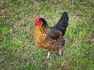 Free Range Chicken Standing Outdoors in Natural Farm Environment, Close-Up Portrait