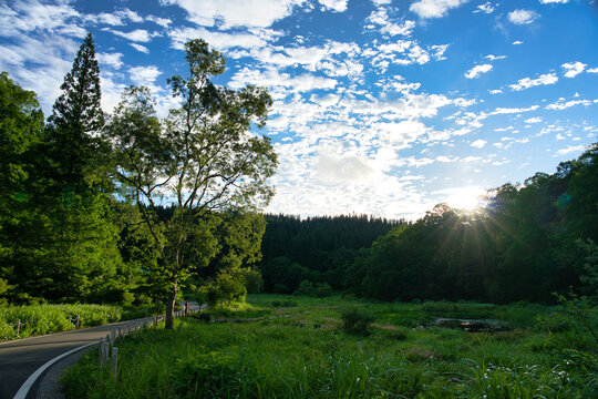 爽やかな夏空と朝日に照らされた新潟県たきがしら湿原の風景
