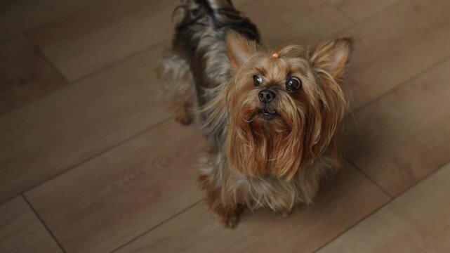 Yorkshire Terrier Barking and Looking Up Indoors, Small Dog at Home