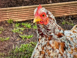 Free Range Chicken Standing Outdoors in Natural Farm Environment, Close-Up Portrait