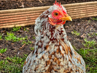 Free Range Chicken Standing Outdoors in Natural Farm Environment, Close-Up Portrait