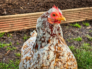 Free Range Chicken Standing Outdoors in Natural Farm Environment, Close-Up Portrait