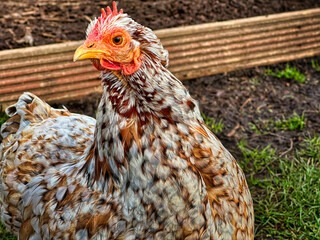 Free Range Chicken Standing Outdoors in Natural Farm Environment, Close-Up Portrait