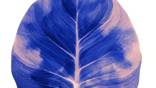 Abstract Plant Art Highlight the non-literal, artistic representation of plants, focusing on form, light, and color.