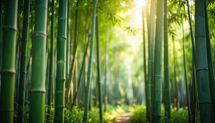 Sunlit bamboo forest nature s serene beauty tranquil bamboo forest bathed in glowing sunlight