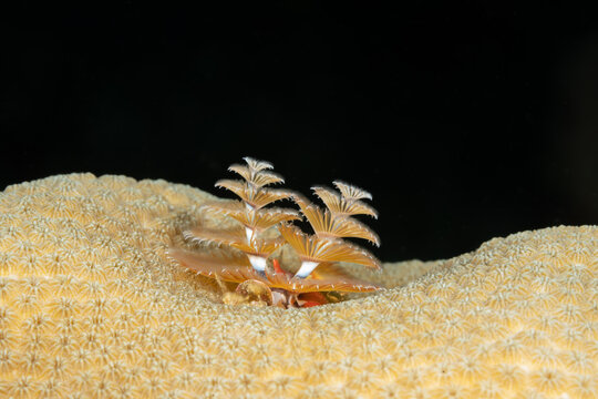 Christmas Tree Worm (Spirobranchus giganteus) on Coral Reef in Roatan, Honduras