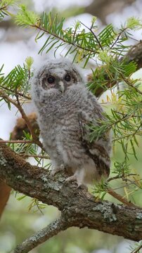 Tawny Owl Owlet Turning Head and Ruffling Feathers on Branch