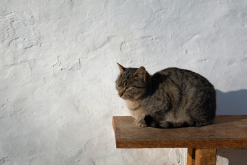 Cute grey cat sitting in the sunshine on a bench © Rosemari