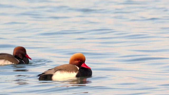 Slow motion of the red-crested pochard (netta rufina), while taking a bath 