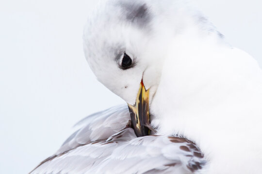 Portrait of a preening first winter black-legged kittiwake (Rissa tridactyla), found at a vessel offshore at the German Beight at the North Sea