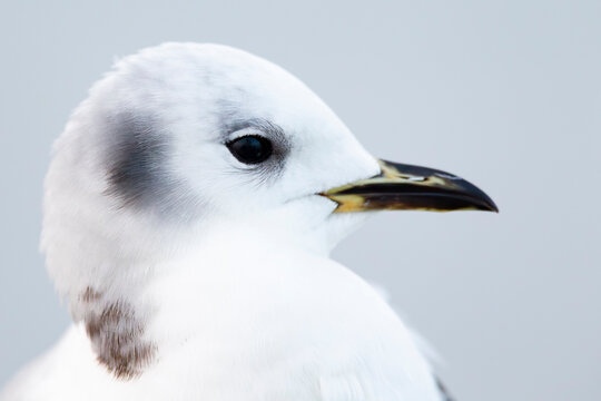 Portrait of a first winter black-legged kittiwake (Rissa tridactyla), found at a vessel offshore at the German Beight at the North Sea