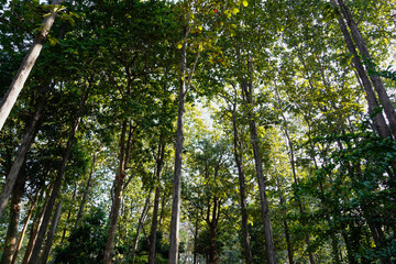 Fototapeta premium Branch of trees in tropical forest with sunlight, leaves plant background, trees wallpaper, foliage green in forest, natural background in Thailand.