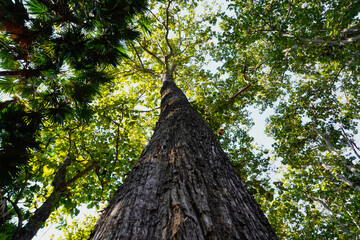 Fototapeta premium Looking up to the tall tropical tree trunk with green leaves of rain forest trees. From down to the treetop.Look at the tree from below for environment wallpaper, environment background.