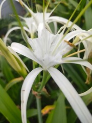 Obraz premium lily of the valley