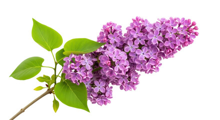 Purple lilac flowers isolated PNG, blooming branch with green leaves on transparent background, spring blossom for design and decoration © Aliona
