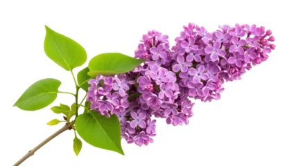Fototapeten Lila Purple lilac flowers isolated PNG, blooming branch with green leaves on transparent background, spring blossom for design and decoration  © Aliona