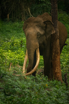 elephant in kabini