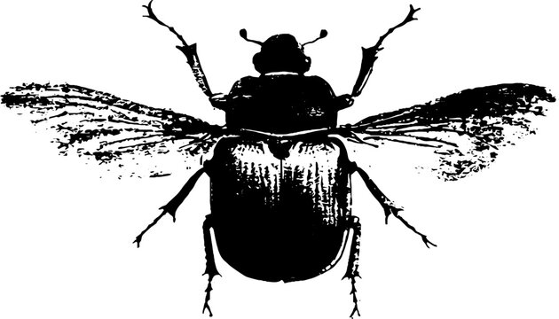 Minimalist black and white beetle illustration for design and decor