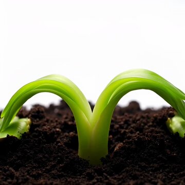 Detailed time-lapse seed sprouting organic soil closeup showing a green seedling emerging from a seed coat and growing leaves against a white background.