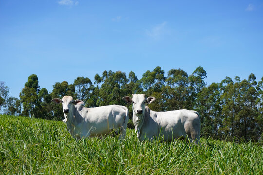 White Cattle Grazing Peacefully in Lush Green Pasture