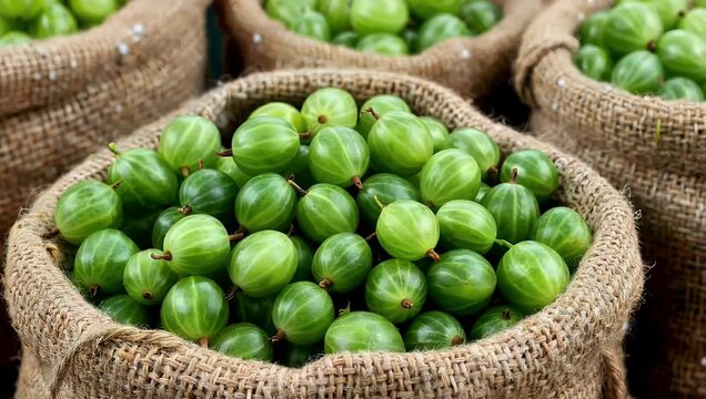 Rustic 4K Ultra HD fresh produce video of a large quantity of fresh green gooseberry berries contained within a rough sacks or jute bulk bag highlighting the abundance of ripe organic green