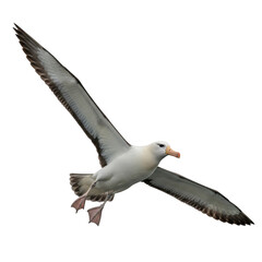 Fototapeta premium Albatross flying isolated white background cutout seabird wingspan ocean bird wildlife soaring marine avian