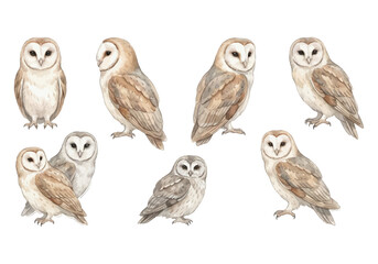 Barn owls perched gracefully in watercolor style © Bipudas