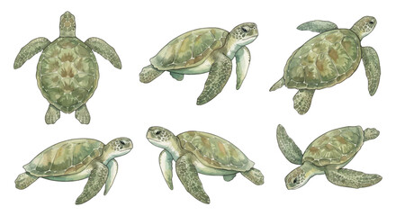 Green sea turtle watercolor illustrations set png © Bipudas