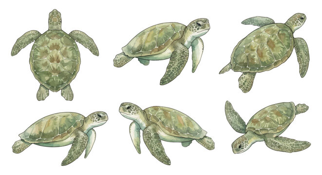 Green sea turtle watercolor illustrations set png
