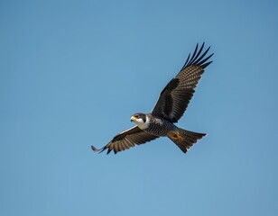 Fototapeta premium Peregrine falcon in flight against clear blue sky. Bird of prey spreads wings, showing patterned feathers and sharp talons. Wild creature soars gracefully in open air, hunting for food.