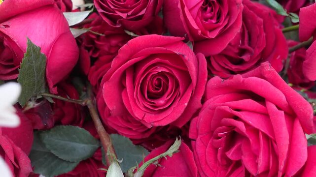 Beautiful Red Rose Macro Photography