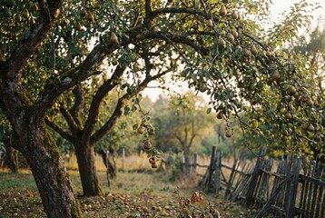 Old pear orchard with ripe fruits on branches and fallen pears on ground near rustic wooden fence at sunset