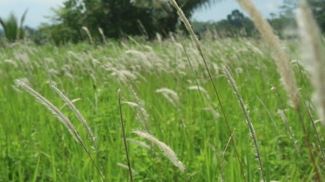Video of a stretch of Cogon Grass Swaying Gently in the Wind